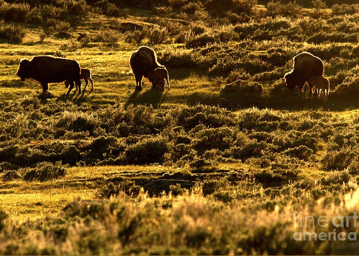 Bison Greeting Card featuring the photograph Yellowstone Sunset Graze by Adam Jewell