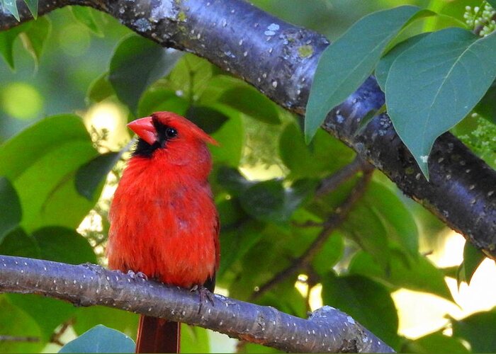 Northern Cardinal Greeting Card featuring the photograph Yes I'm Listening by Betty-Anne McDonald