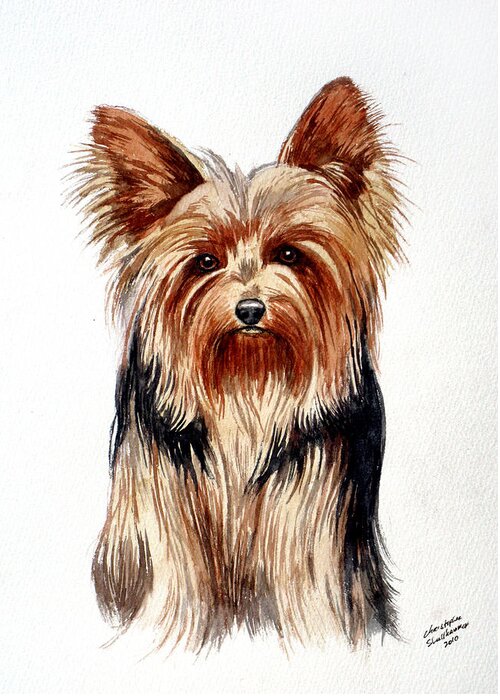 Yorkie Greeting Card featuring the painting Yorkie by Christopher Shellhammer