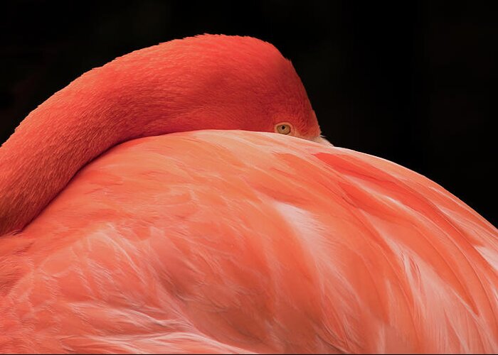 Flamingo Greeting Card featuring the photograph You Can Learn A Lot By Watching by Holly Ross