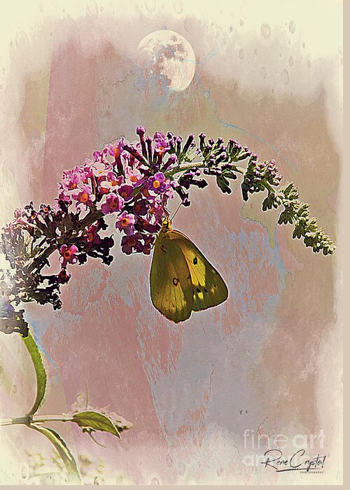 Moth Greeting Card featuring the photograph You, Me And The Daytime Moon by Rene Crystal