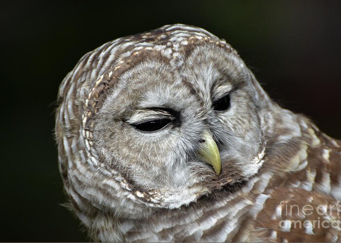 Barred Owl Owl Greeting Card featuring the photograph You Mean Whom? by Amy Porter