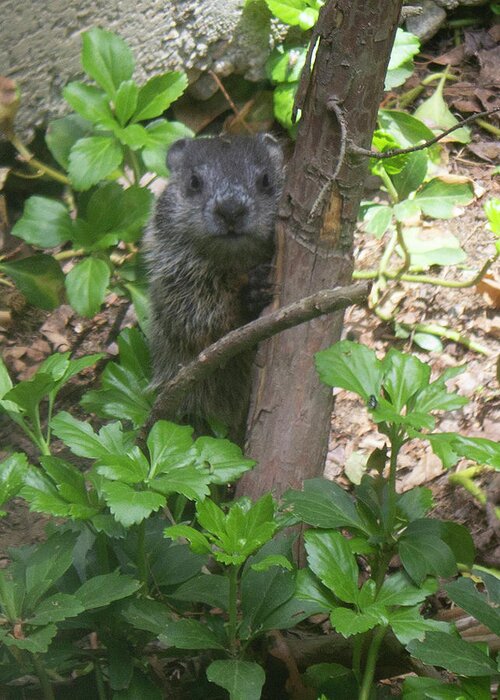 Woodchuck Greeting Card featuring the photograph You Talkin' to Me? by Geoff Jewett