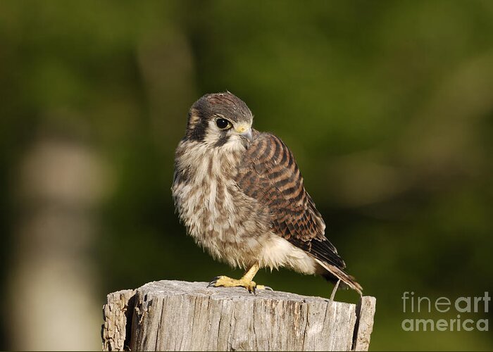 Birds Greeting Card featuring the photograph Young American Kestrel by Randy Bodkins