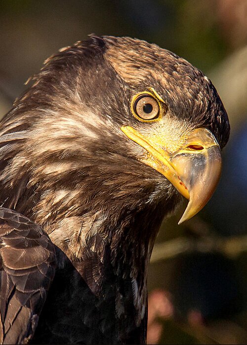 Juvenile Bald Eagle Greeting Card featuring the photograph Young Bald Eagle Portrait by Carl Olsen