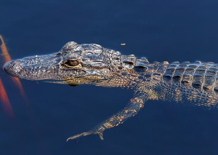 Nature Greeting Card featuring the photograph Young Gator 1 by Arthur Dodd