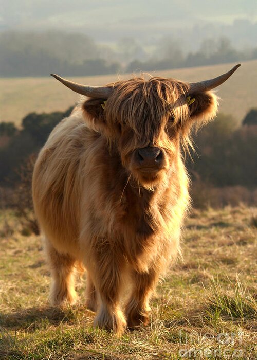 Young Highland Cow Greeting Card featuring the photograph Young Highland Cow by Serena Bowles