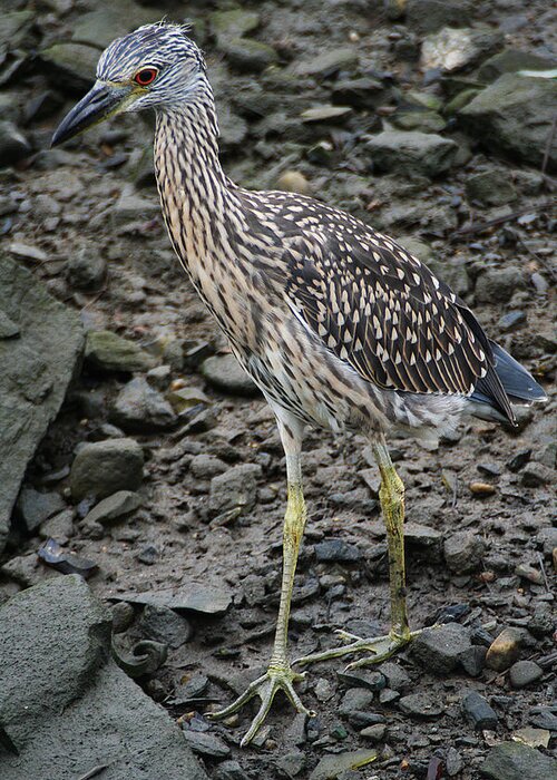 Wildlife Greeting Card featuring the photograph Young Night Heron by William Selander