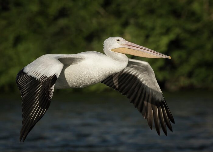American White Pelican Greeting Card featuring the photograph Young Pelican 2016-1 by Thomas Young