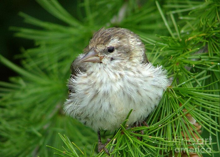 Pine Siskin Greeting Card featuring the photograph Young Pine Siskin by Katie LaSalle-Lowery