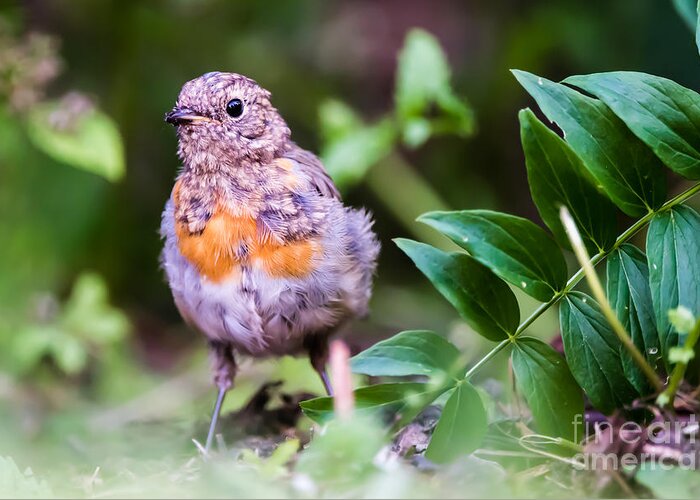 Robin Greeting Card featuring the photograph Young Robin by Torbjorn Swenelius
