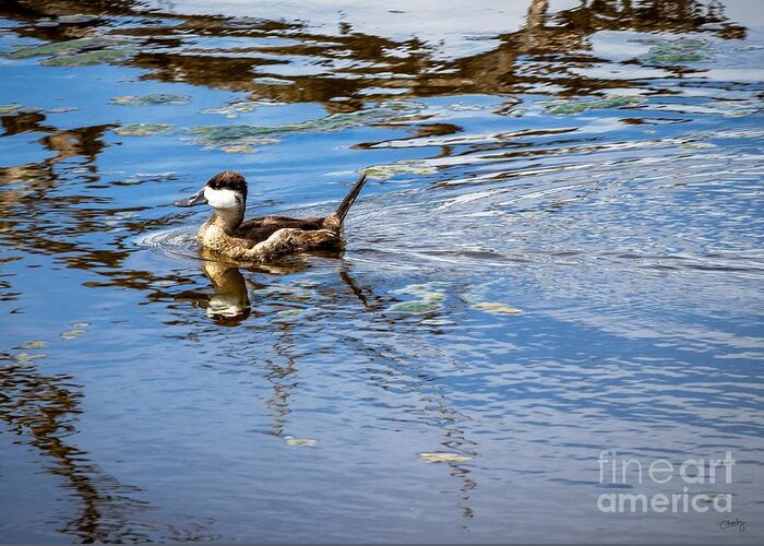 Young Ruddy Duck Greeting Card featuring the photograph Young Ruddy Duck by Imagery by Charly