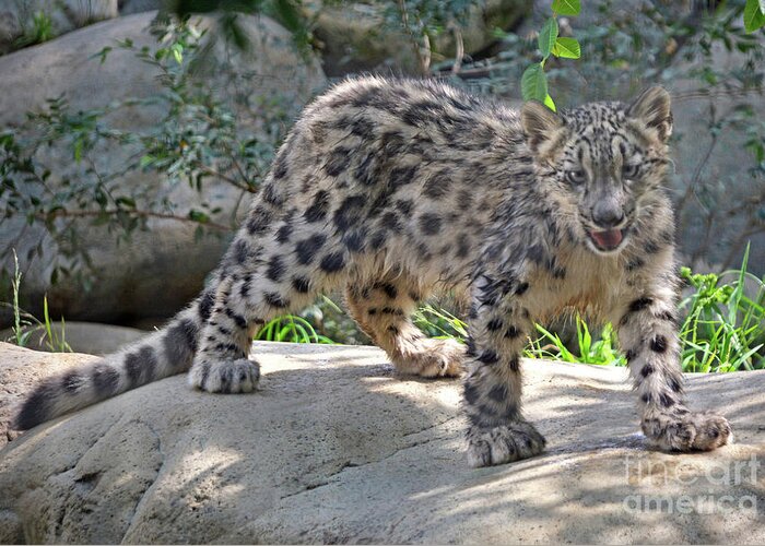 Animal Greeting Card featuring the photograph Young Snow Leopard by Dan Holm