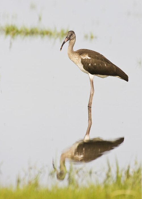 Bird Greeting Card featuring the photograph Young White Ibis by Bob Decker