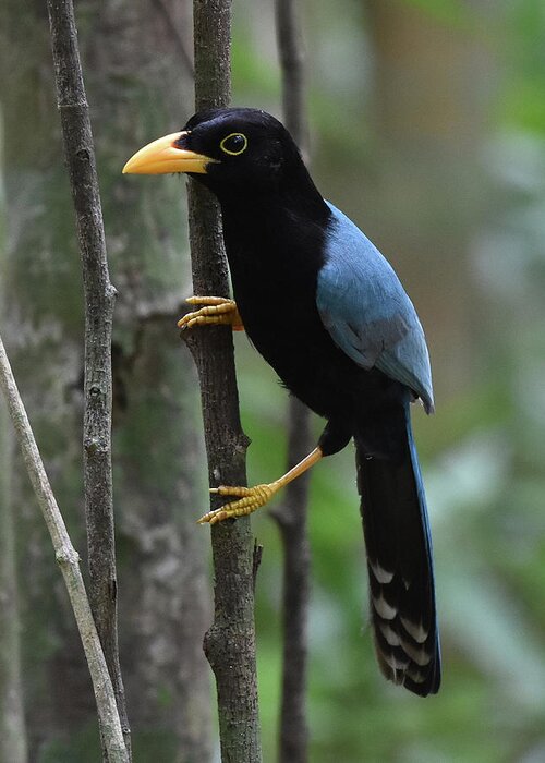 Jay Greeting Card featuring the photograph Yucatan Jay by Ben Foster