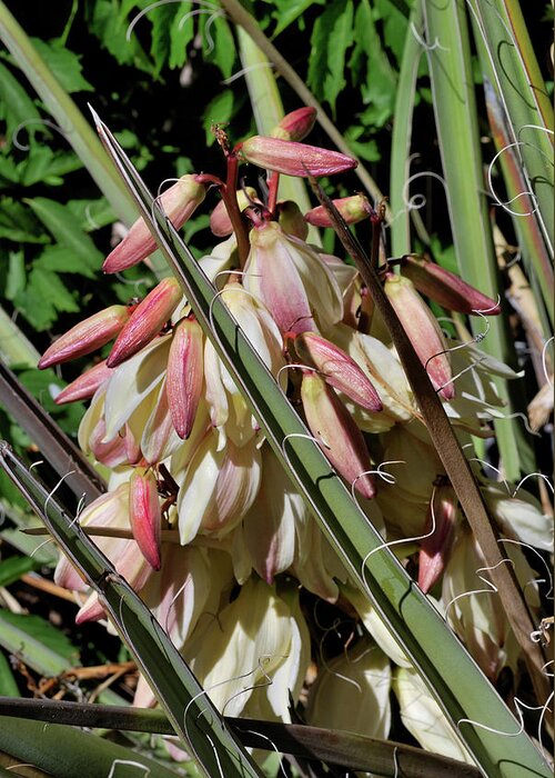 Nature Greeting Card featuring the photograph Yucca Bloom I by Ron Cline