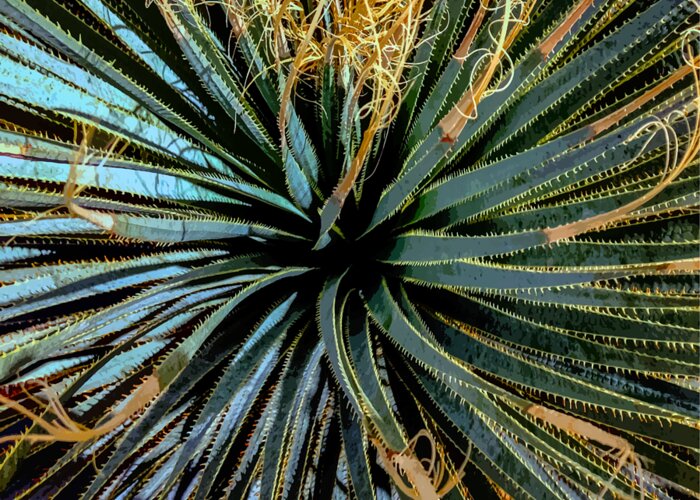 Yucca Greeting Card featuring the photograph Yucca Yucca by Stan Magnan
