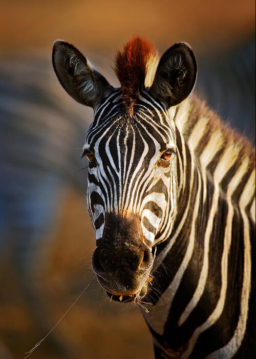 Zebra Greeting Card featuring the photograph Zebra close-up portrait by Johan Swanepoel