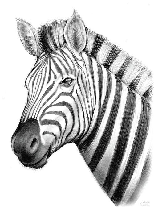 Zebra Greeting Card featuring the drawing Zebra by Greg Joens