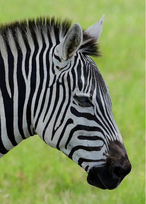 Zebra Greeting Card featuring the photograph Zebra Head Profile on Savannnah by Artful Imagery