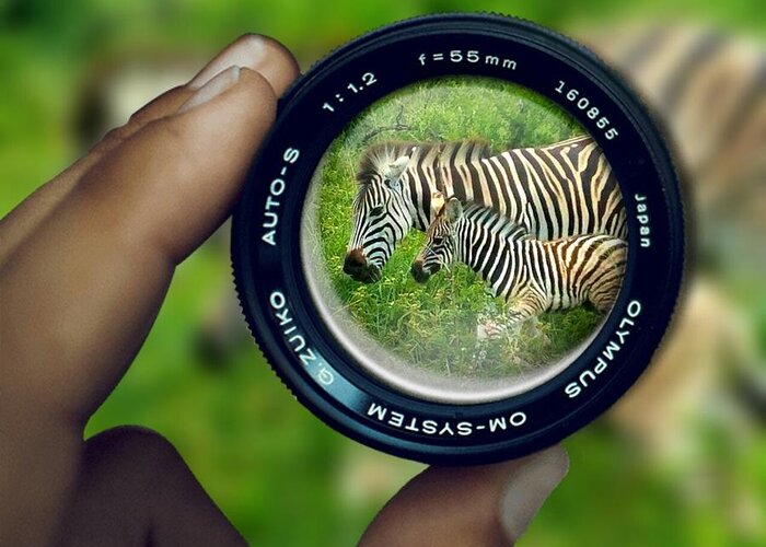 Zebras Greeting Card featuring the digital art Zebra Lens by Vijay Sharon Govender