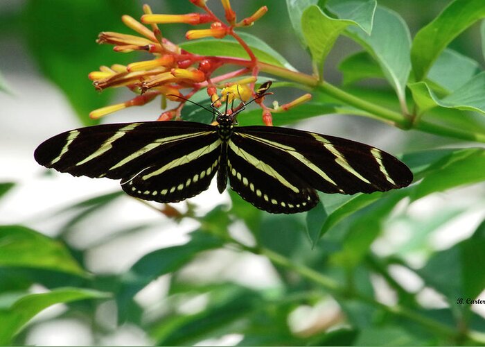 Butterfly Greeting Card featuring the photograph Zebra longwing Butterfly by Bess Carter