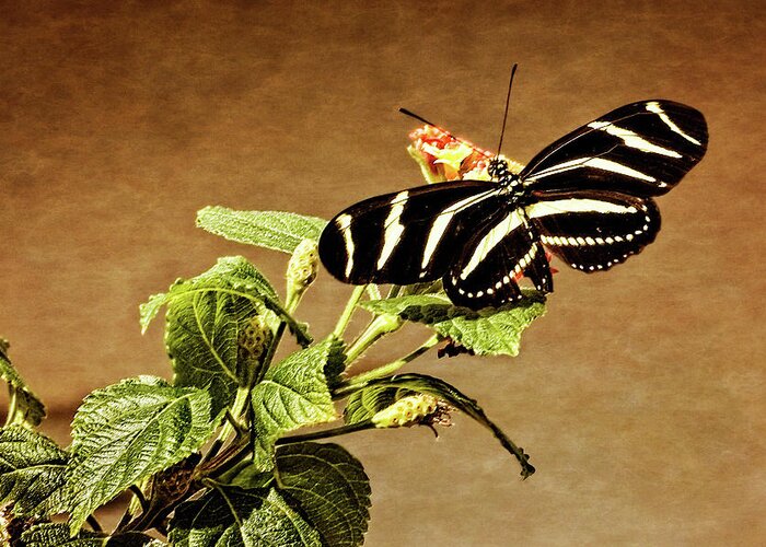Art Greeting Card featuring the photograph Zebra Longwing by Dawn Currie