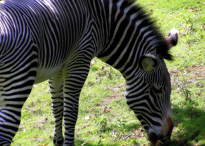 Hovind Greeting Card featuring the photograph Zebra Stripes by Scott Hovind