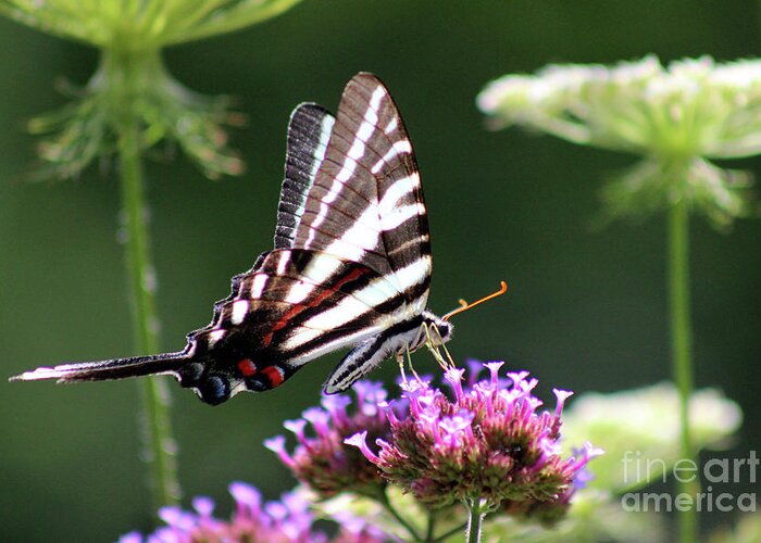 Zebra Greeting Card featuring the photograph Zebra Swallowtail Butterfly In July by Karen Adams