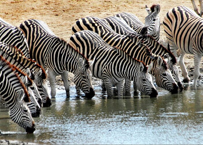 Zebra Greeting Card featuring the photograph Zebra Water break by Ted Keller