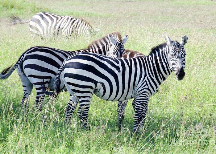 Wildlife Greeting Card featuring the photograph Zebras in Serengeti by Pravine Chester