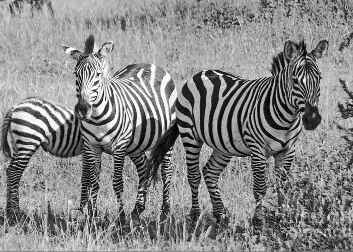 Zebras Greeting Card featuring the photograph Zebras in thought by Pravine Chester