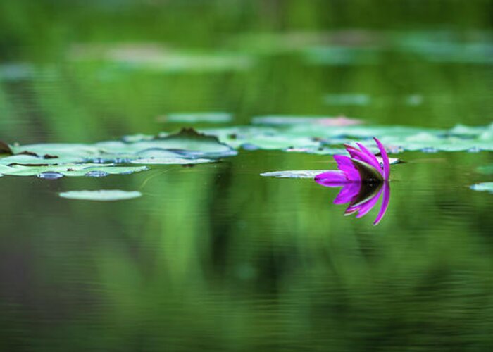 Water Greeting Card featuring the photograph Zen Blossom by Laura Roberts