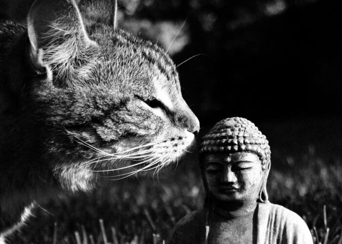 Cat Greeting Card featuring the photograph Zen Cat Black and White- Photography by Linda Woods by Linda Woods
