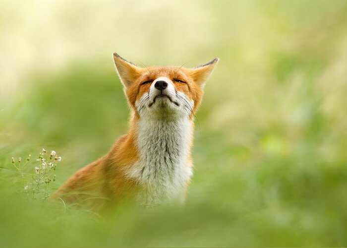 Red Fox Greeting Card featuring the photograph Zen Fox Series - Zen Fox Does it Agian by Roeselien Raimond
