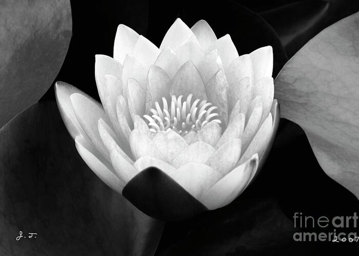 Waterlily Greeting Card featuring the photograph Rising Zen by John F Tsumas