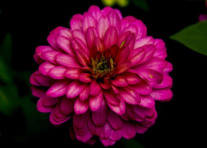 Flower Greeting Card featuring the photograph Zinnia by Allen Nice-Webb