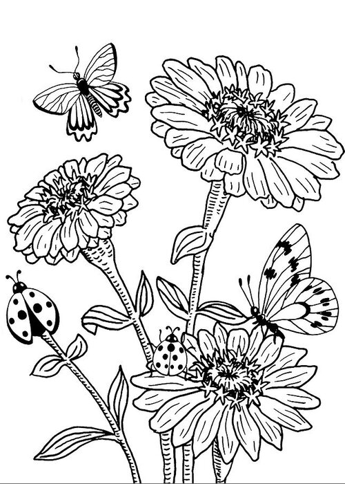 Zinnia And Butterflies Drawing Greeting Card for Sale by ...