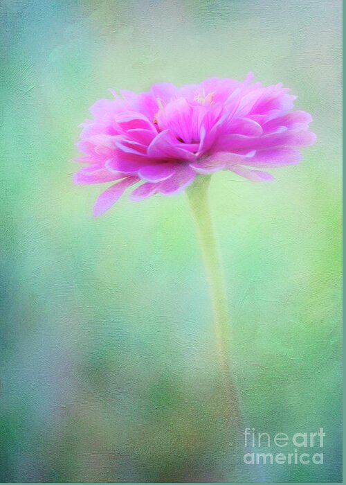 Zinnia Greeting Card featuring the photograph Painted Pink Zinnia by Anita Pollak