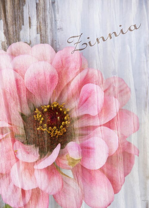 Floral Greeting Card featuring the photograph Sheer Zinnia by Betty Denise