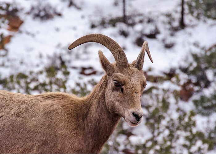 Bighorn Greeting Card featuring the photograph Zion Bighorn Sheep close-up by Gaelyn Olmsted