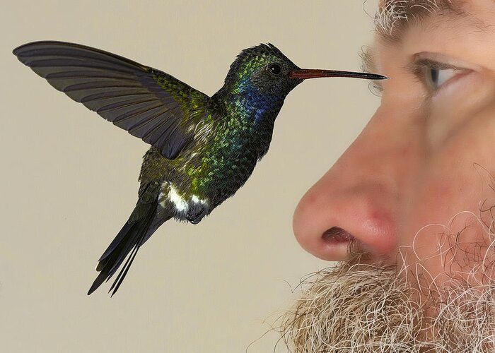 Arizona Greeting Card featuring the photograph Zombie Hummingbird Attack Caught on Camera by Gregory Scott