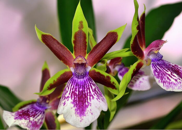 Orchid Greeting Card featuring the photograph Zygolum Louisendorf - Rhine Clown Orchid 005 by George Bostian