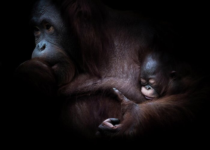 Animal Greeting Card featuring the photograph ... Sleep by Joerg Vollrath