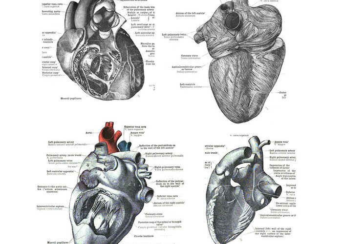 Heart Greeting Card featuring the photograph 4 Views Of The Human Heart #1 by Steve Estvanik