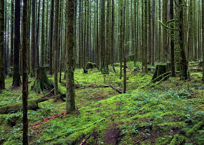 Alex Lyubar Greeting Card featuring the photograph All covered with green moss magic forest #3 by Alex Lyubar