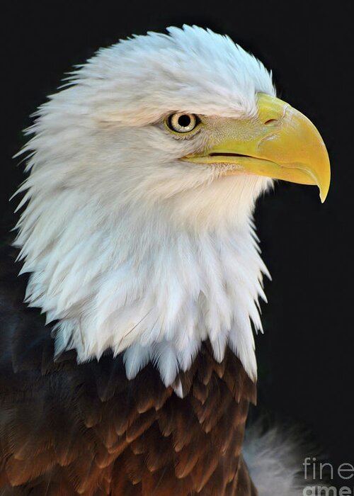 American Bald Eagle Greeting Card featuring the photograph American Bald Eagle #2 by Savannah Gibbs