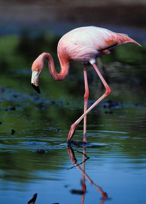 Animal Themes Greeting Card featuring the photograph American Flamingo Phoenicopterus Ruber #1 by Art Wolfe