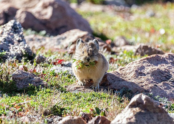 Pika Greeting Card featuring the photograph American Pika with a Mouthful #1 by Tony Hake