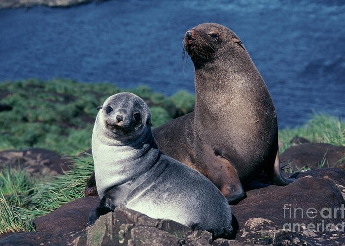 Wildlife Greeting Card featuring the photograph Antarctic Fur Seal Mother And Pup #1 by British Antarctic Survey/science Photo Library